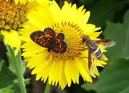 insect pollinators