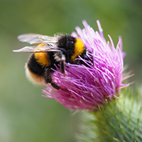 Pollinators Bee on Thistle