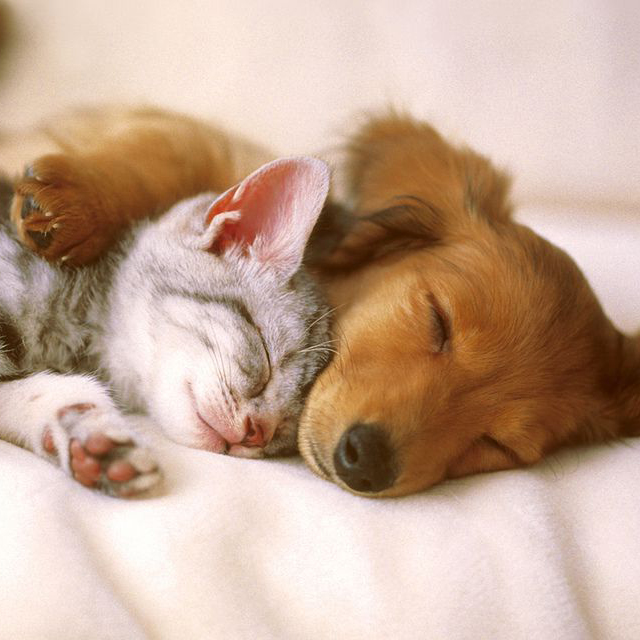 Puppy and Kitten sleeping together peacefully