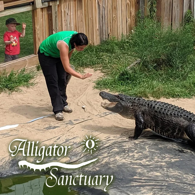 Alligator sanctuary logo, trainer with alligator