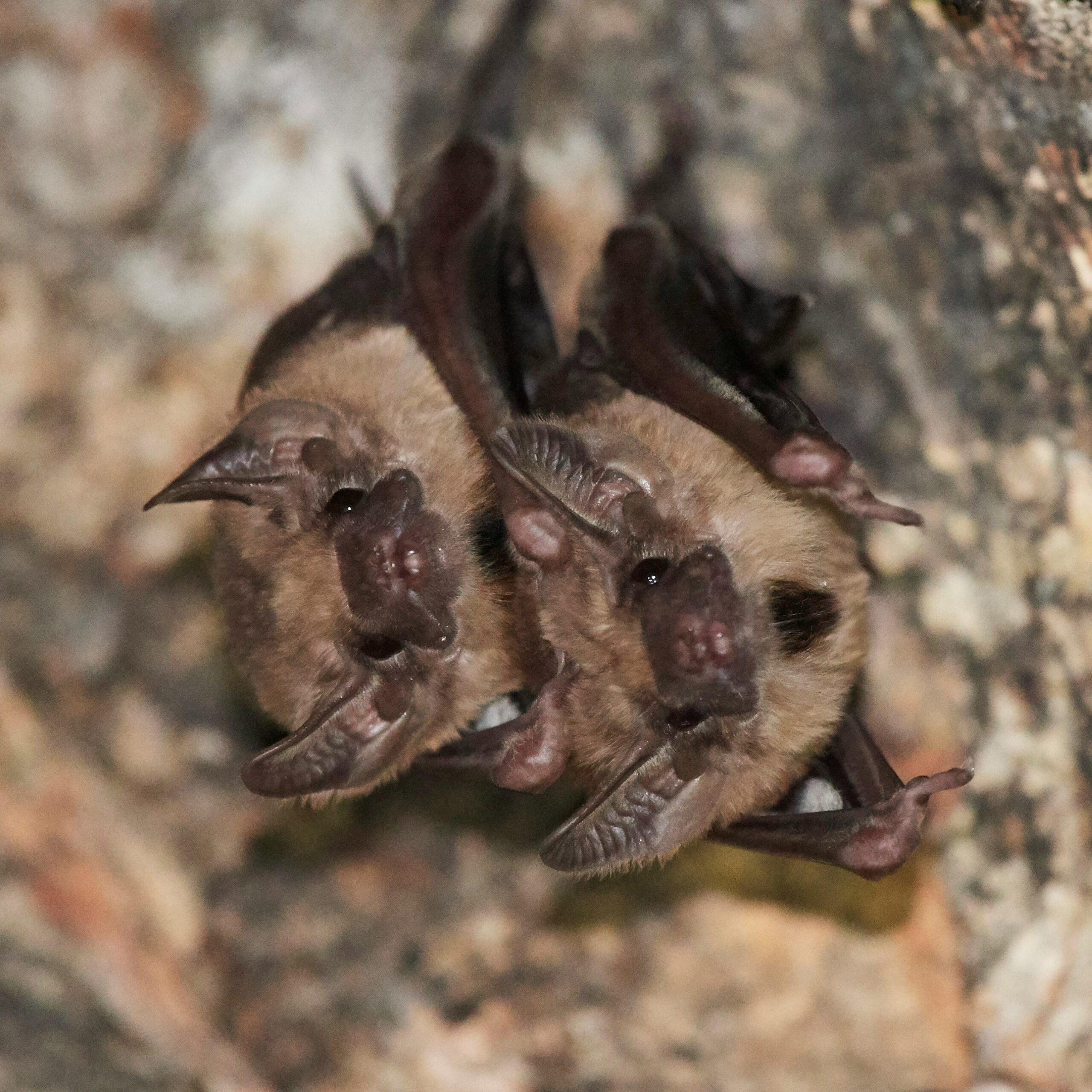 Fuzzy bats on a rocky wall