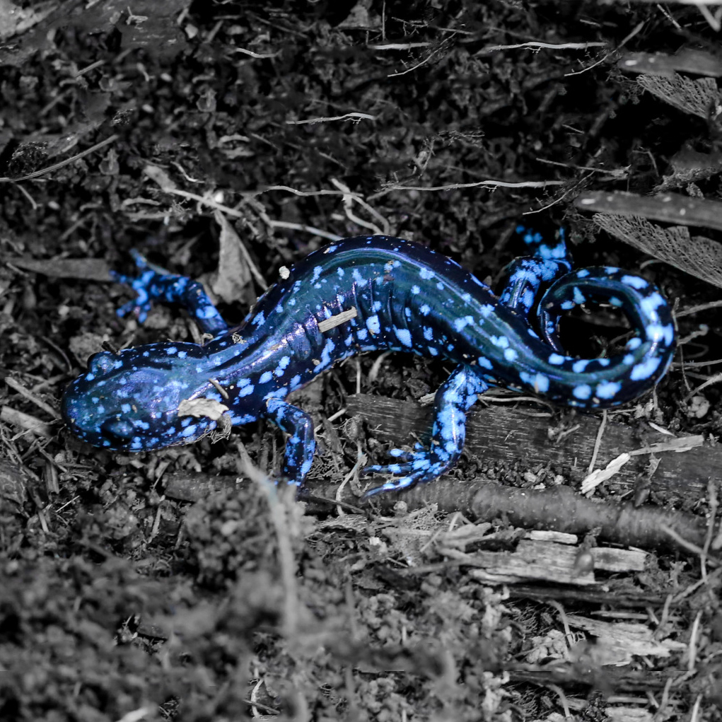 Blue-spotted Salamander on a bed of black mulch