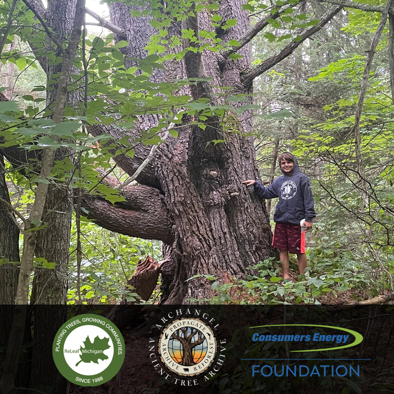 Kid by enormous tree