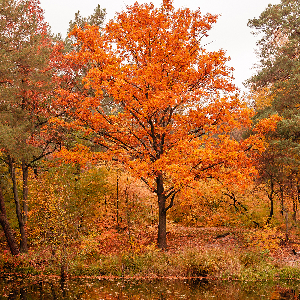 Michigan Trees in the Fall