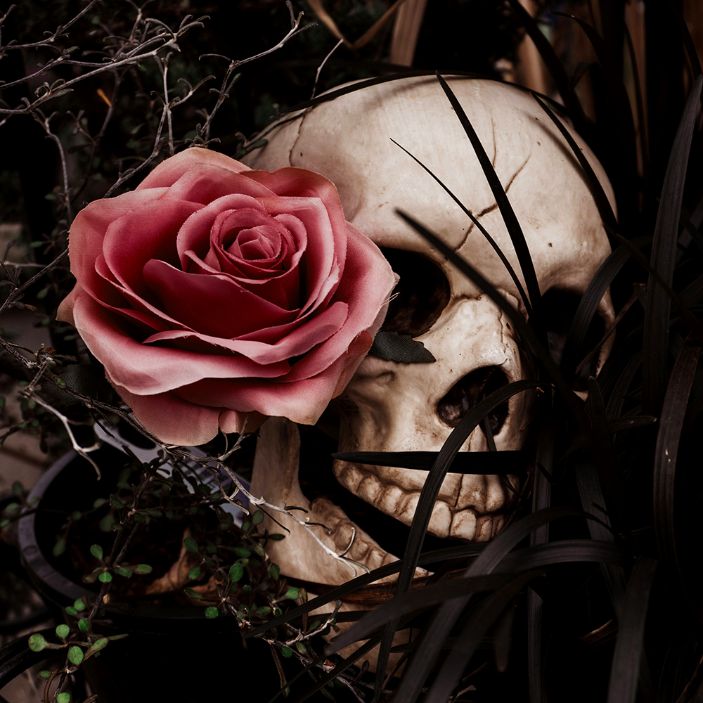 Skull with rose by it in dark foliage