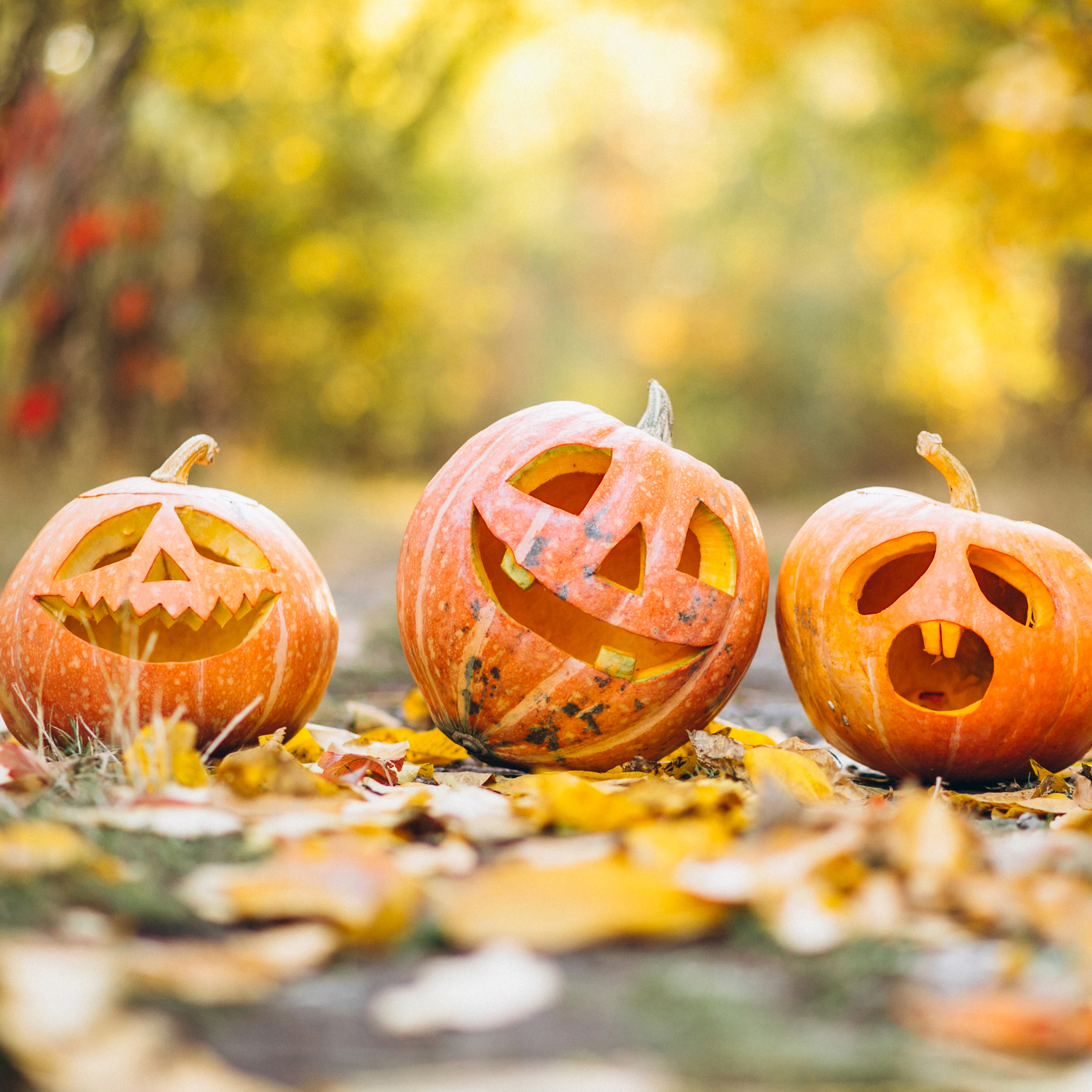 Three cute halloween pumpkins in autumn park