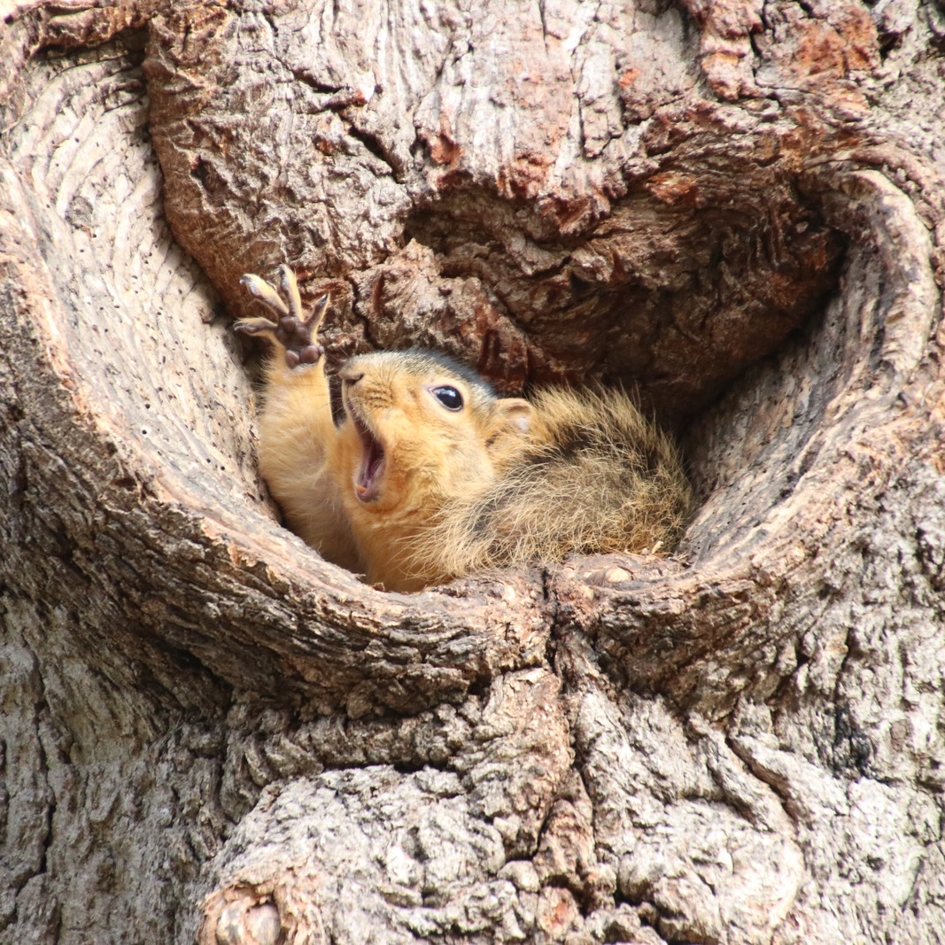 Photo of a squirrel in the dip of a tree trunk
