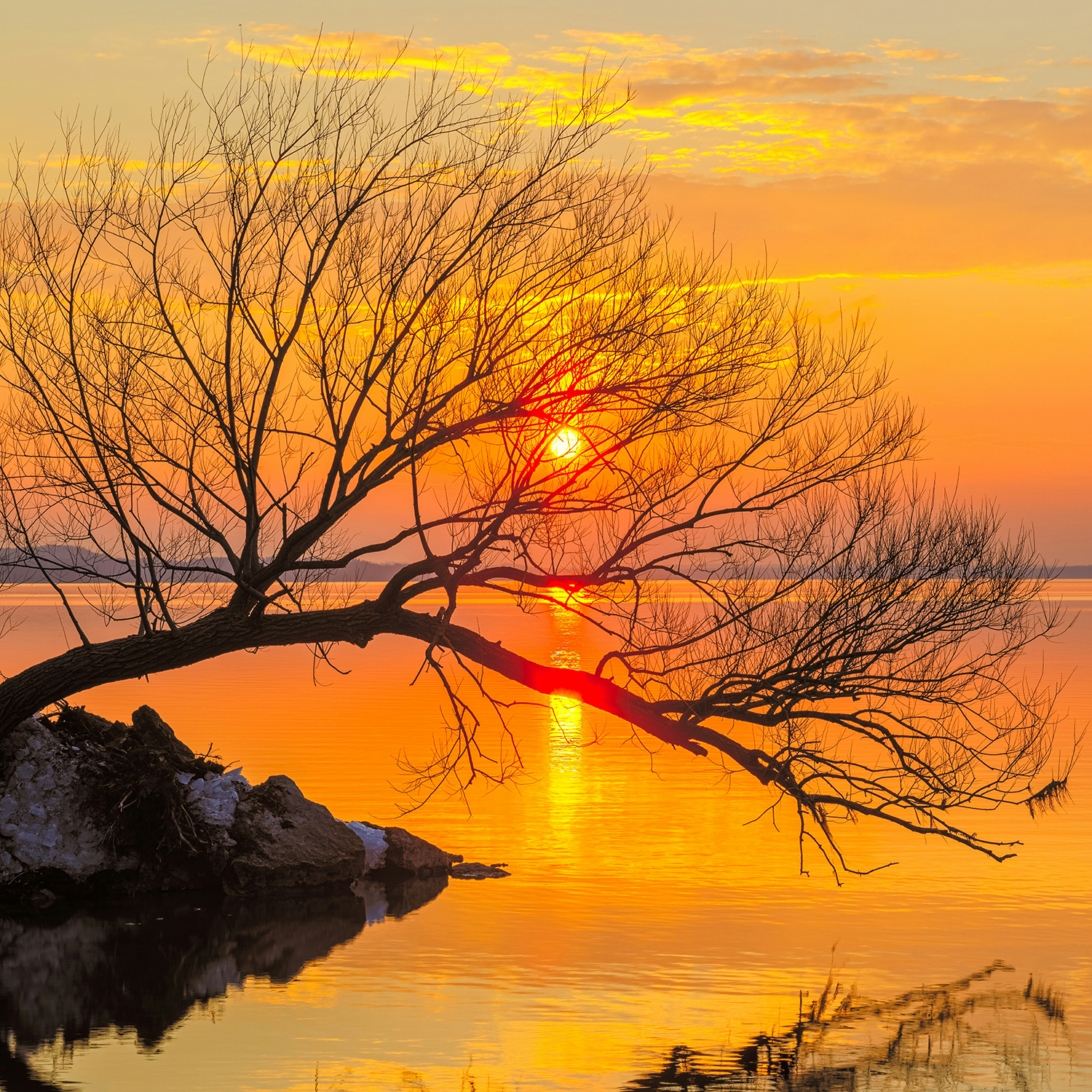 Sun setting on a large body of water with a skeleton tree