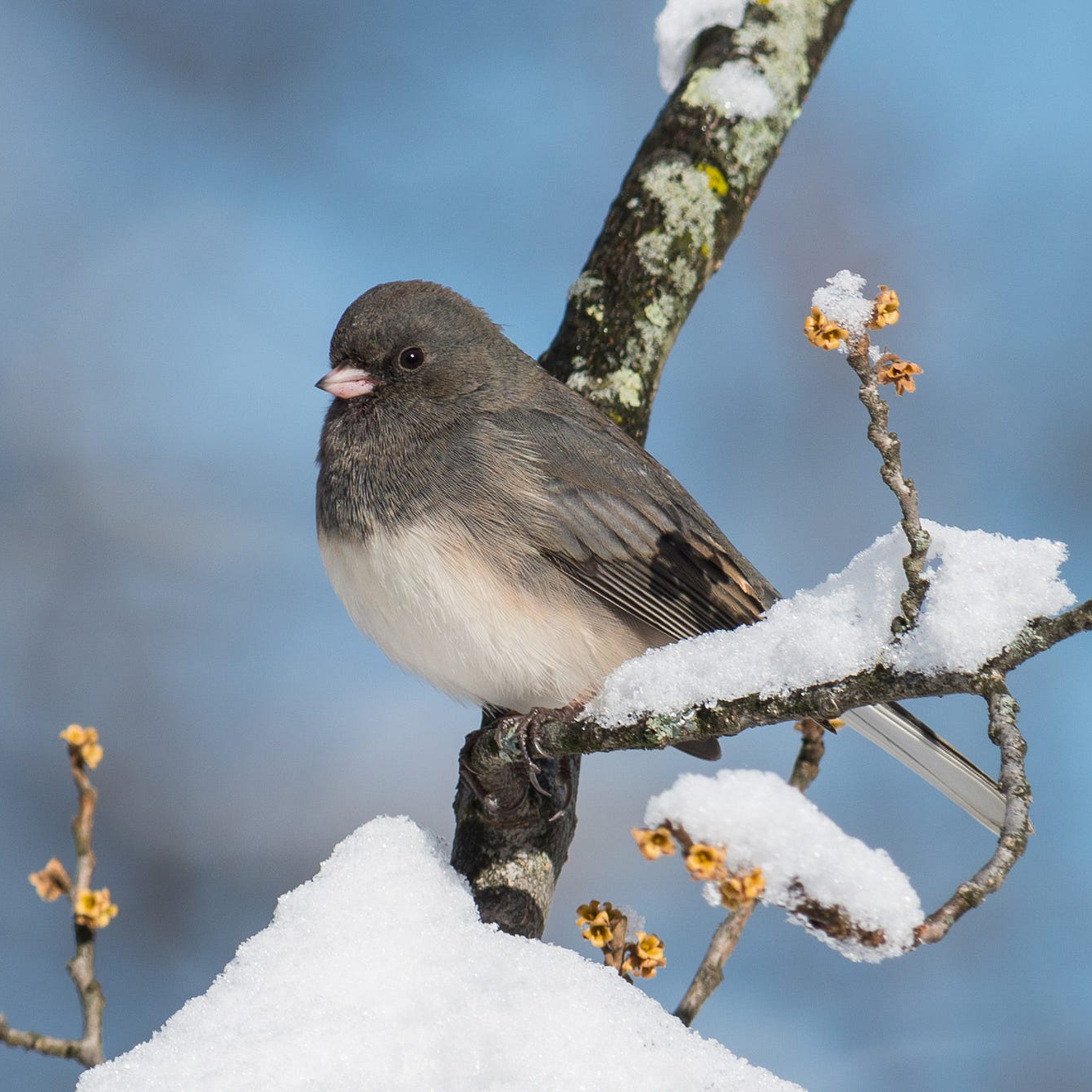 Junco bird on a branch with snow on the branch