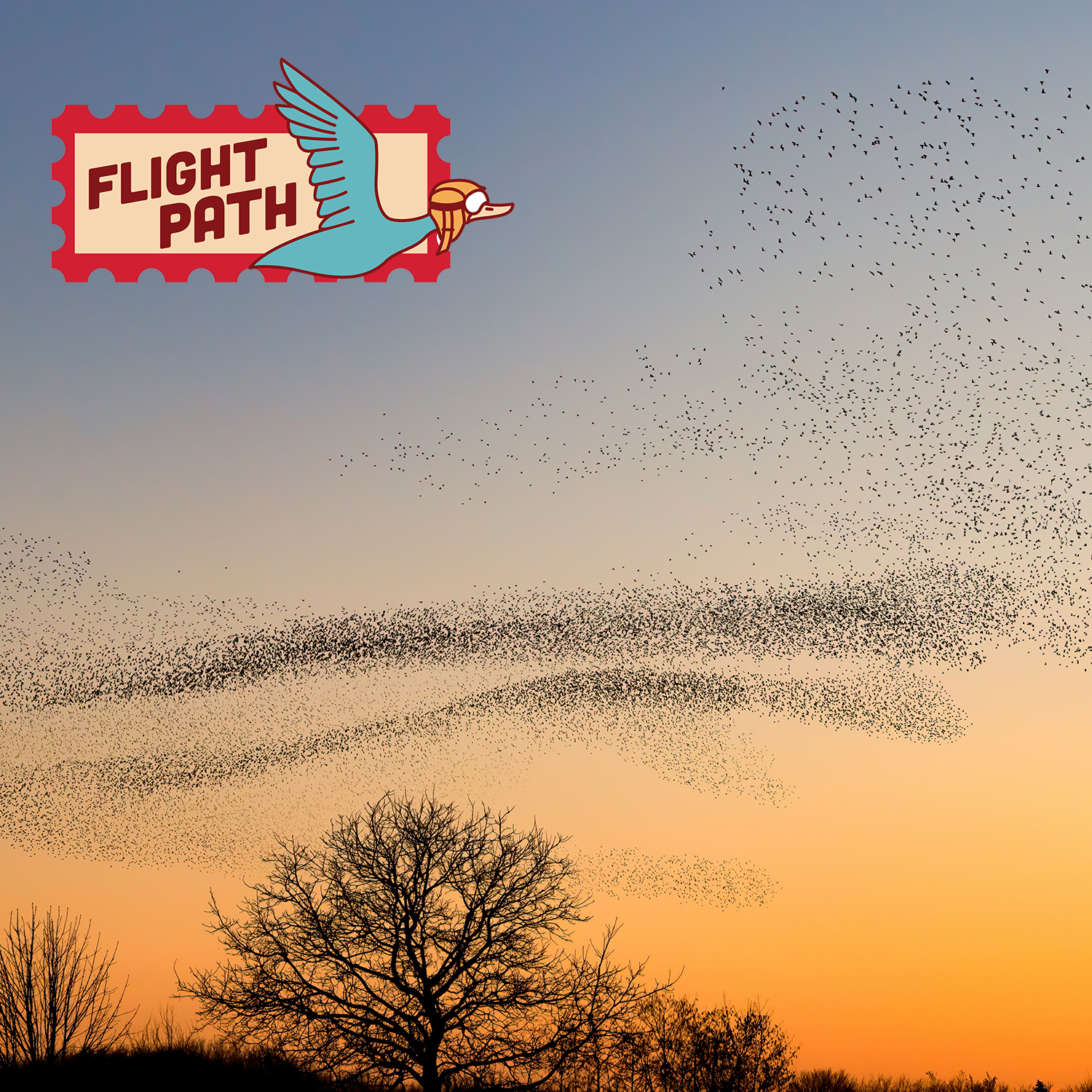 Large flock of hundreds of birds flying together at sunset