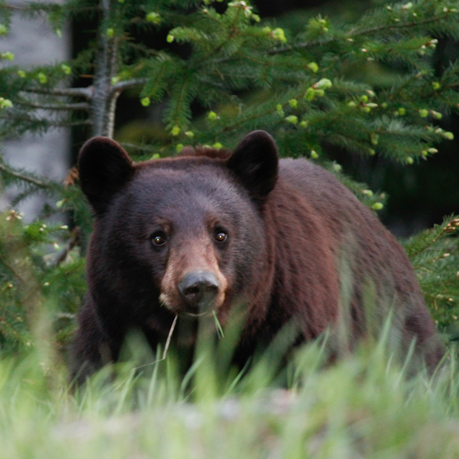 Brown bear in the spring
