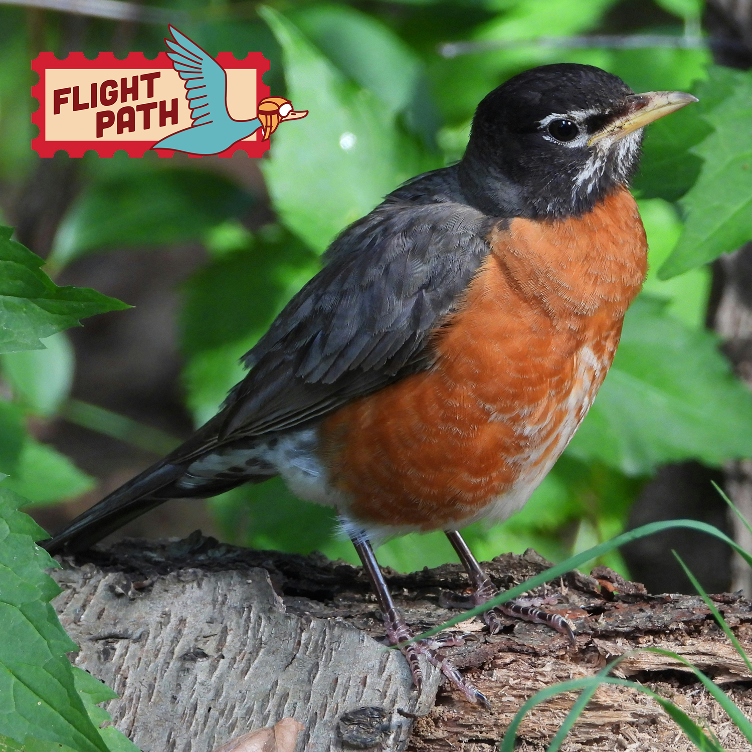 American Robin on a branch