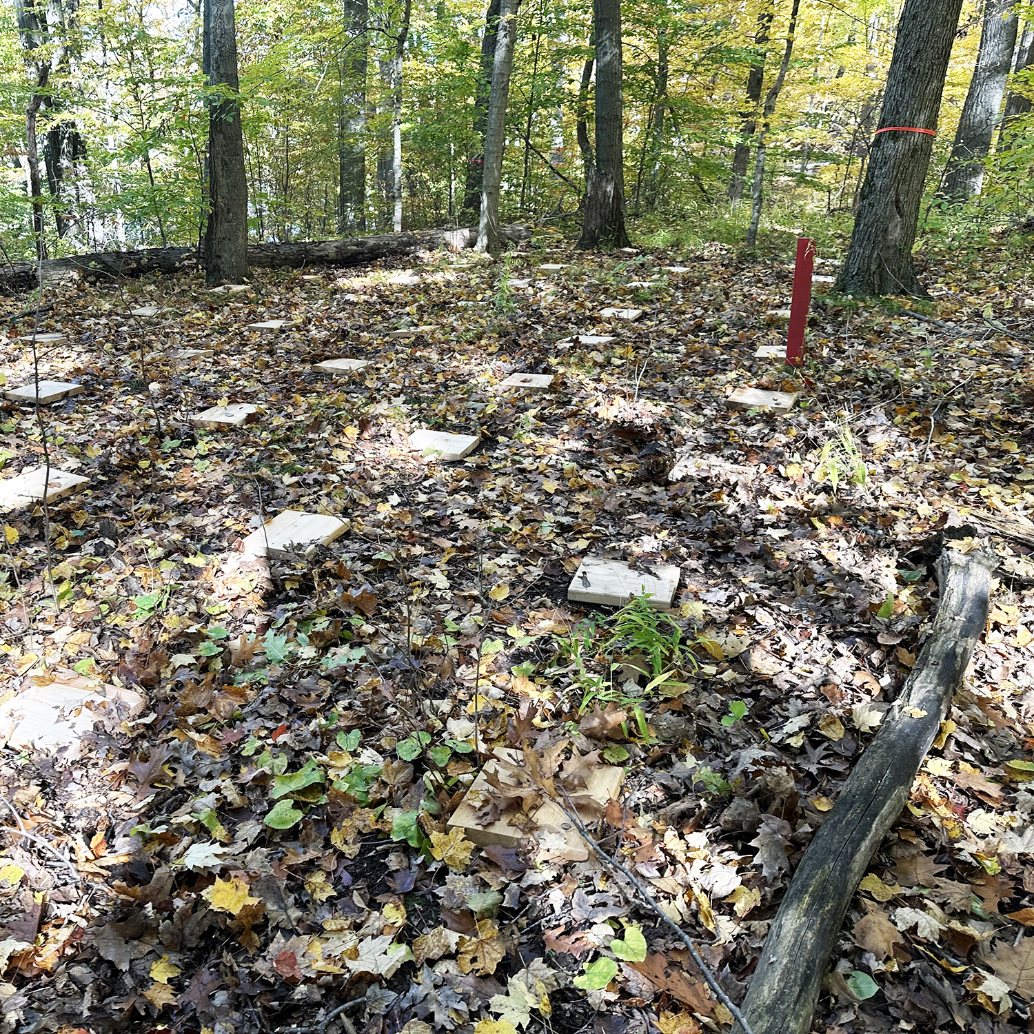 Salamander plot in the woods