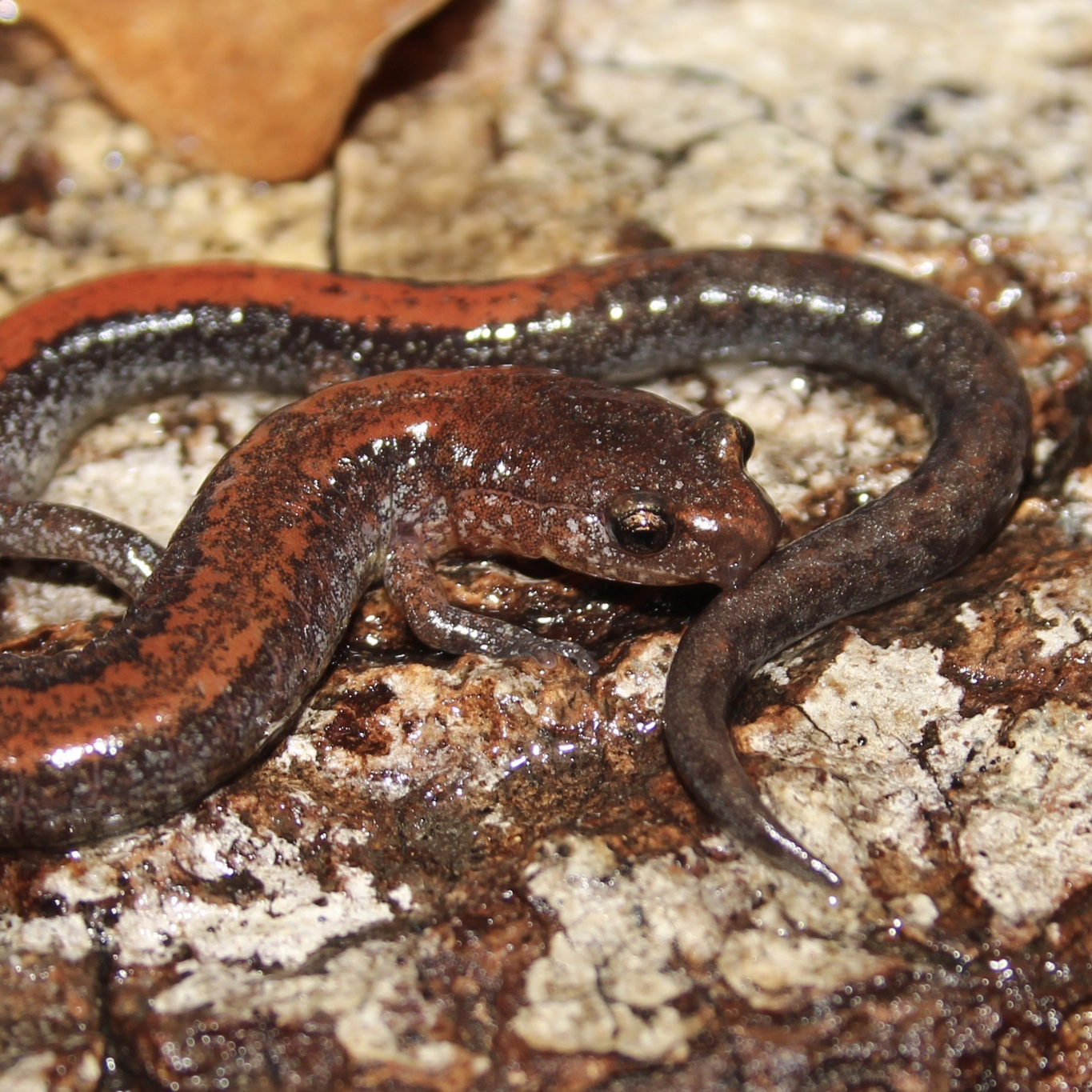 Red Salamander