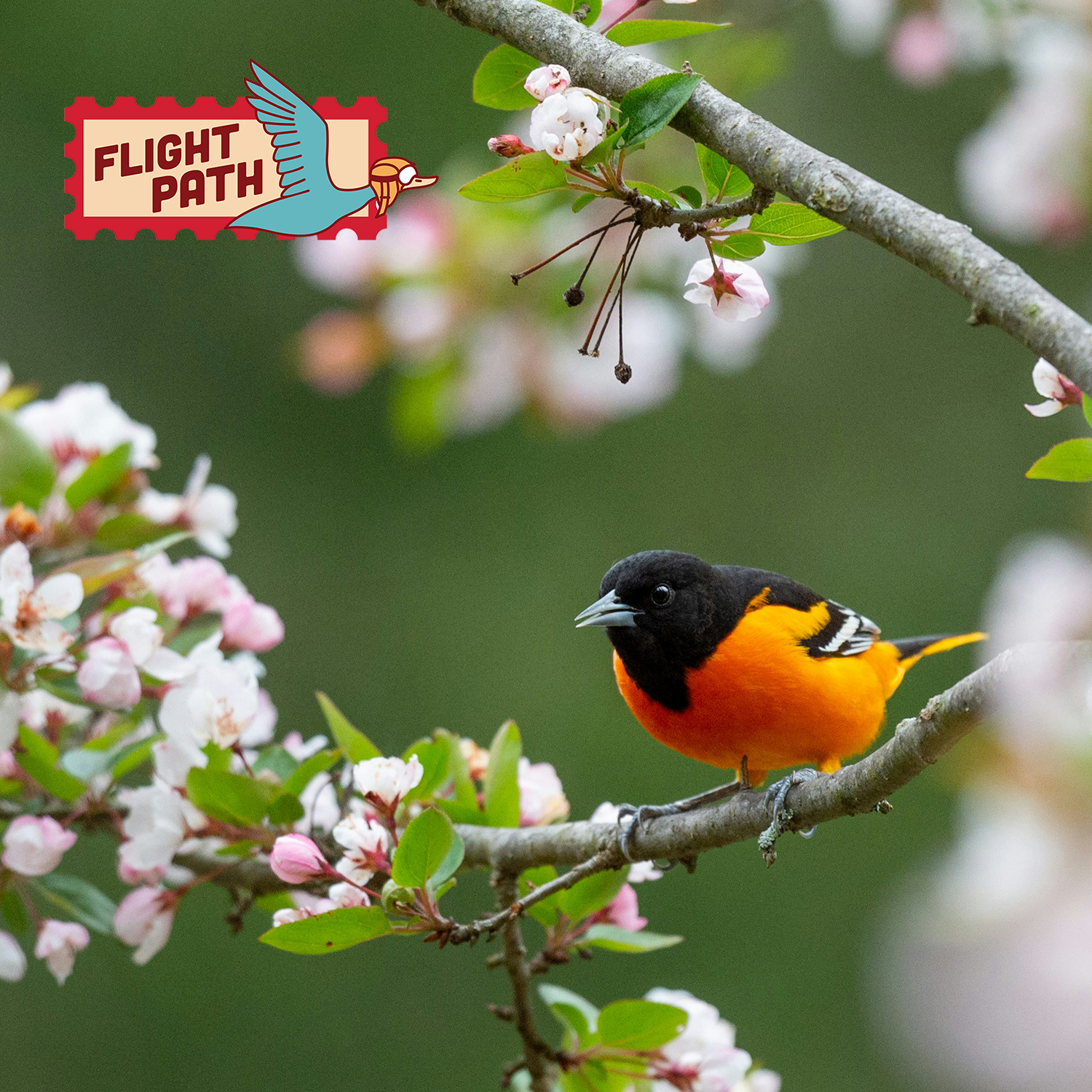 Oriole bird on a branch with cherry blossoms