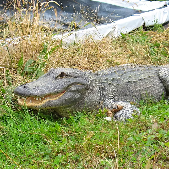 Alligator in the grass
