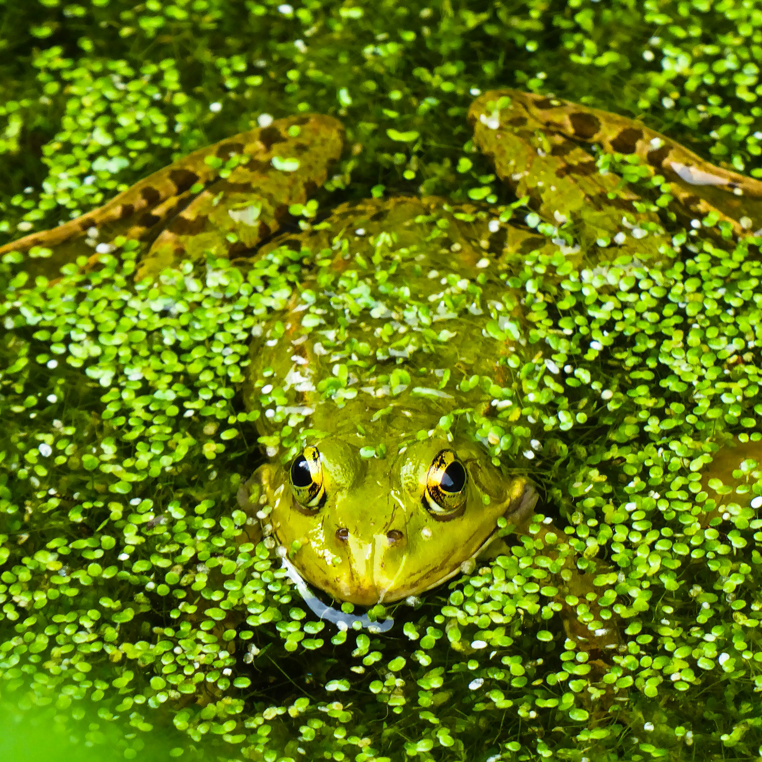 Bullfrog in algae covered pond