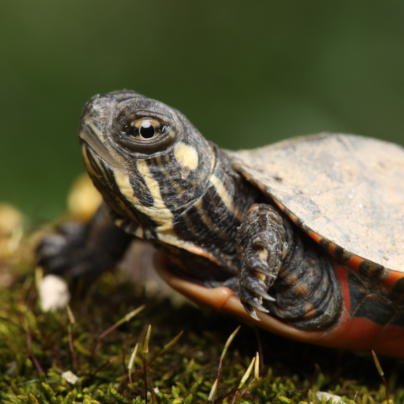 Painted box turtle