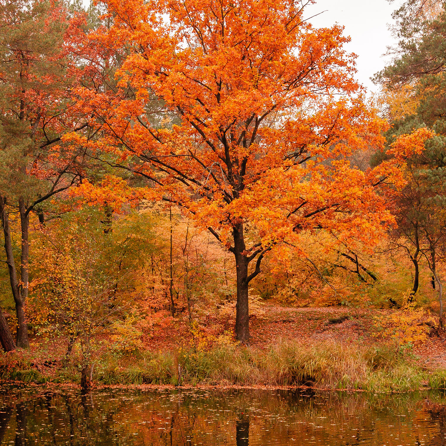 Brilliant orange tree in the Fall.